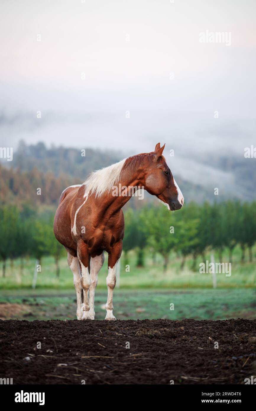 Peindre le cheval au ranch. Animal mustang brun et blanc à l'extérieur Banque D'Images