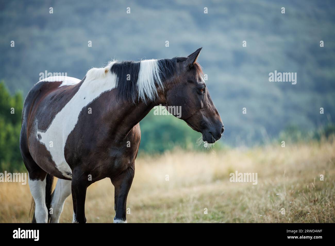 Cheval de peinture américain sur le pâturage dans les montagnes. Animal mustang noir et blanc Banque D'Images