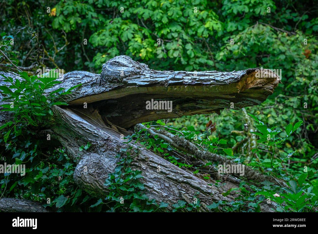 Tronc d'arbre cassé qui ressemble à un alligator Banque D'Images
