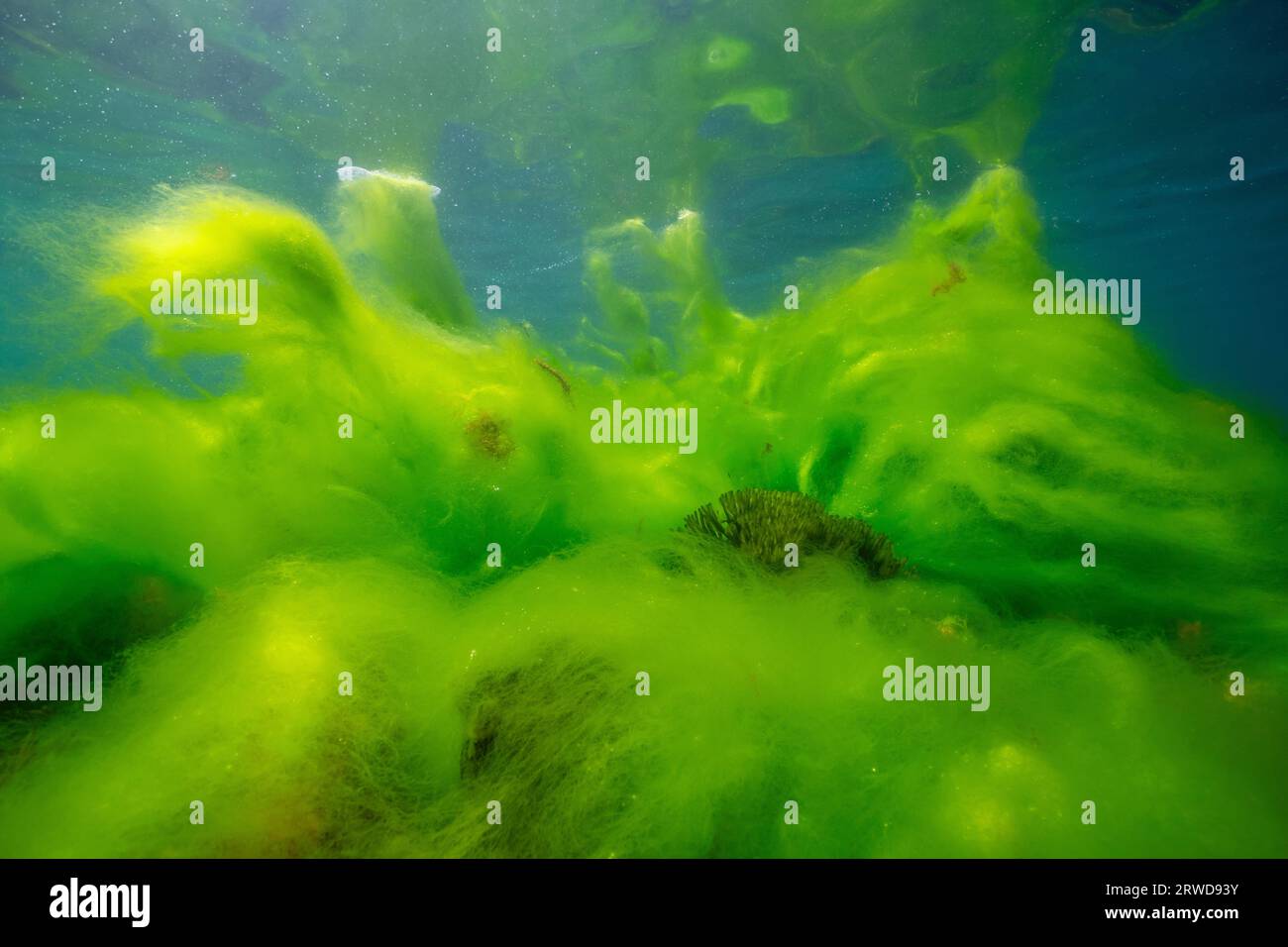 Floraison d'algues sous l'eau, algues filamenteuses dans l'océan Atlantique, scène naturelle, Espagne, Galice, Rias Baixas Banque D'Images