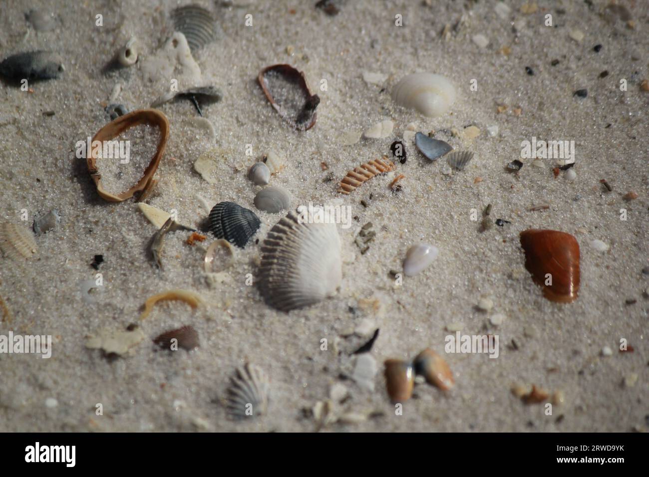 Seashells by the Seashore : beauté tranquille de Gulf Shores, Alabama Banque D'Images
