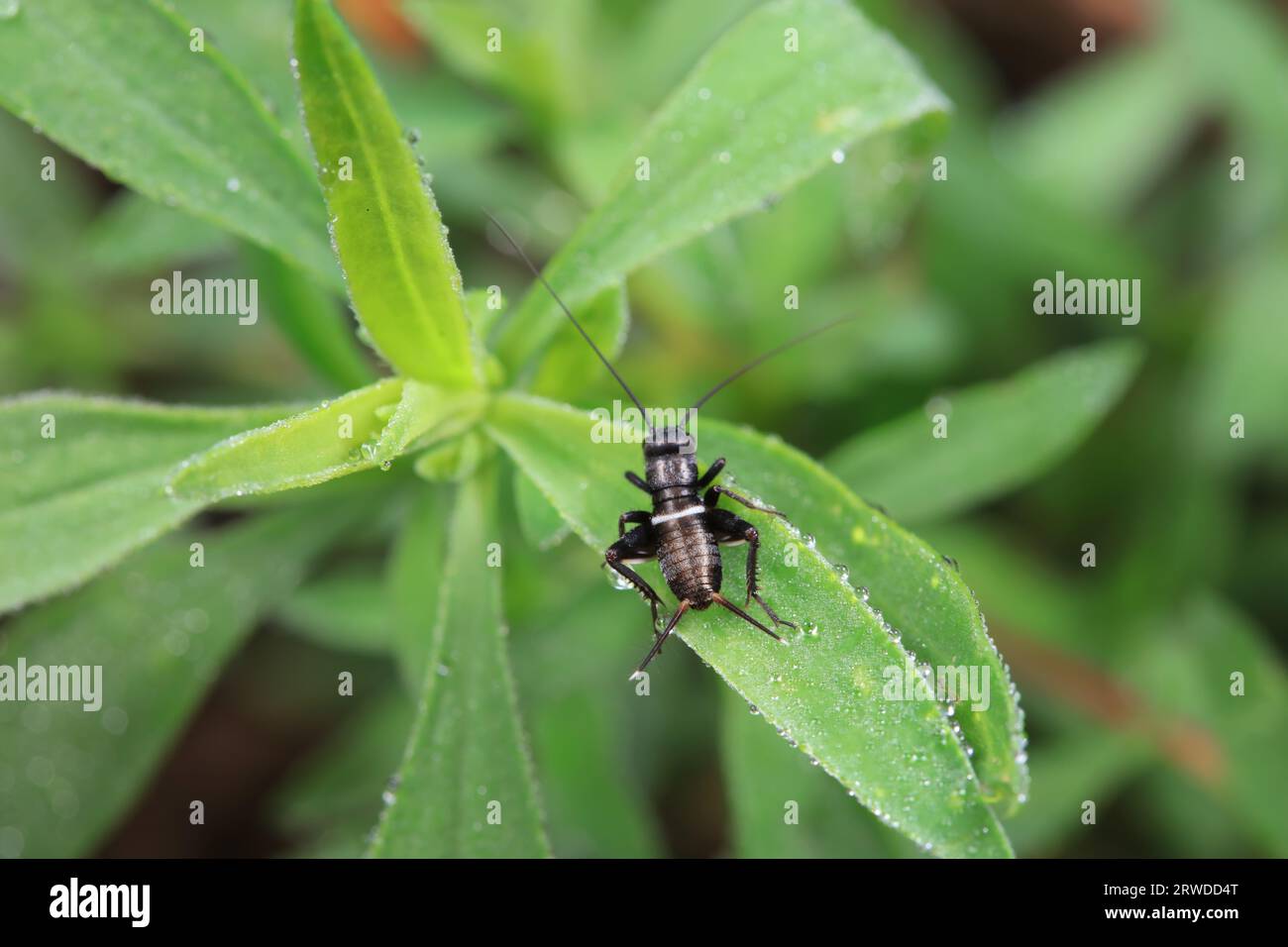 Grillons dans la nature, Chine du Nord Banque D'Images