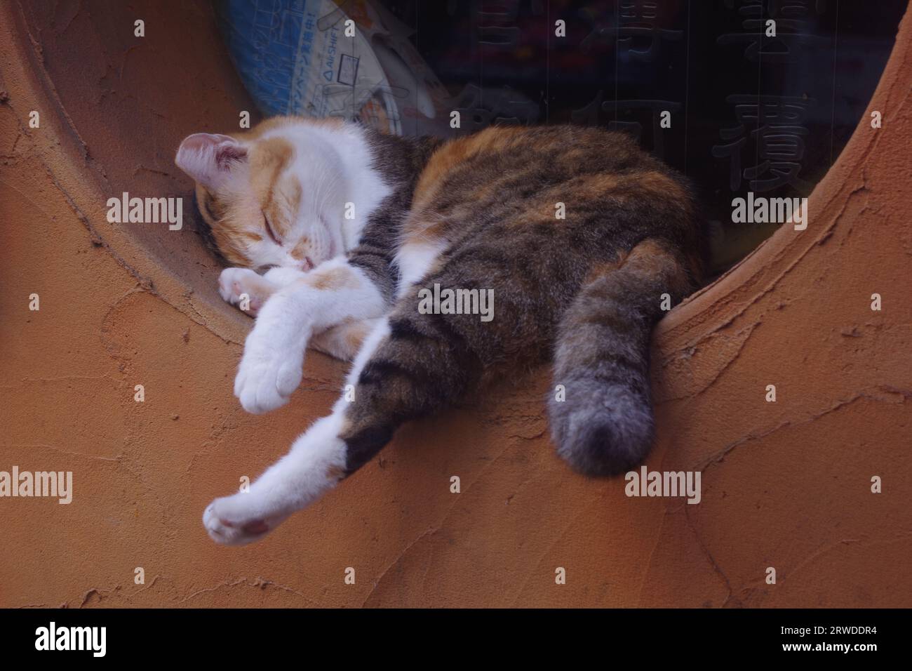 Avoir une sieste de chat Banque D'Images