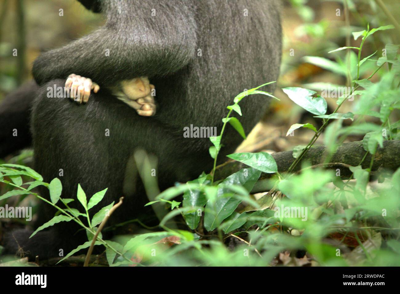 Un nourrisson de macaque à crête (Macaca nigra) jette un coup d'œil par le bras de sa mère pendant une activité sociale sur le terrain dans la forêt de Tangkoko, Sulawesi du Nord, en Indonésie. Les changements climatiques peuvent réduire la convenance de l’habitat des espèces de primates, ce qui pourrait les forcer à quitter des habitats sûrs et à faire face à plus de conflits potentiels avec les humains, disent les scientifiques. Un rapport récent a révélé que la température est en effet en hausse dans la forêt de Tangkoko, et que l'abondance globale des fruits a diminué. Le macaque à crête appartient aux 10% des espèces de primates qui sont très vulnérables aux sécheresses. Banque D'Images