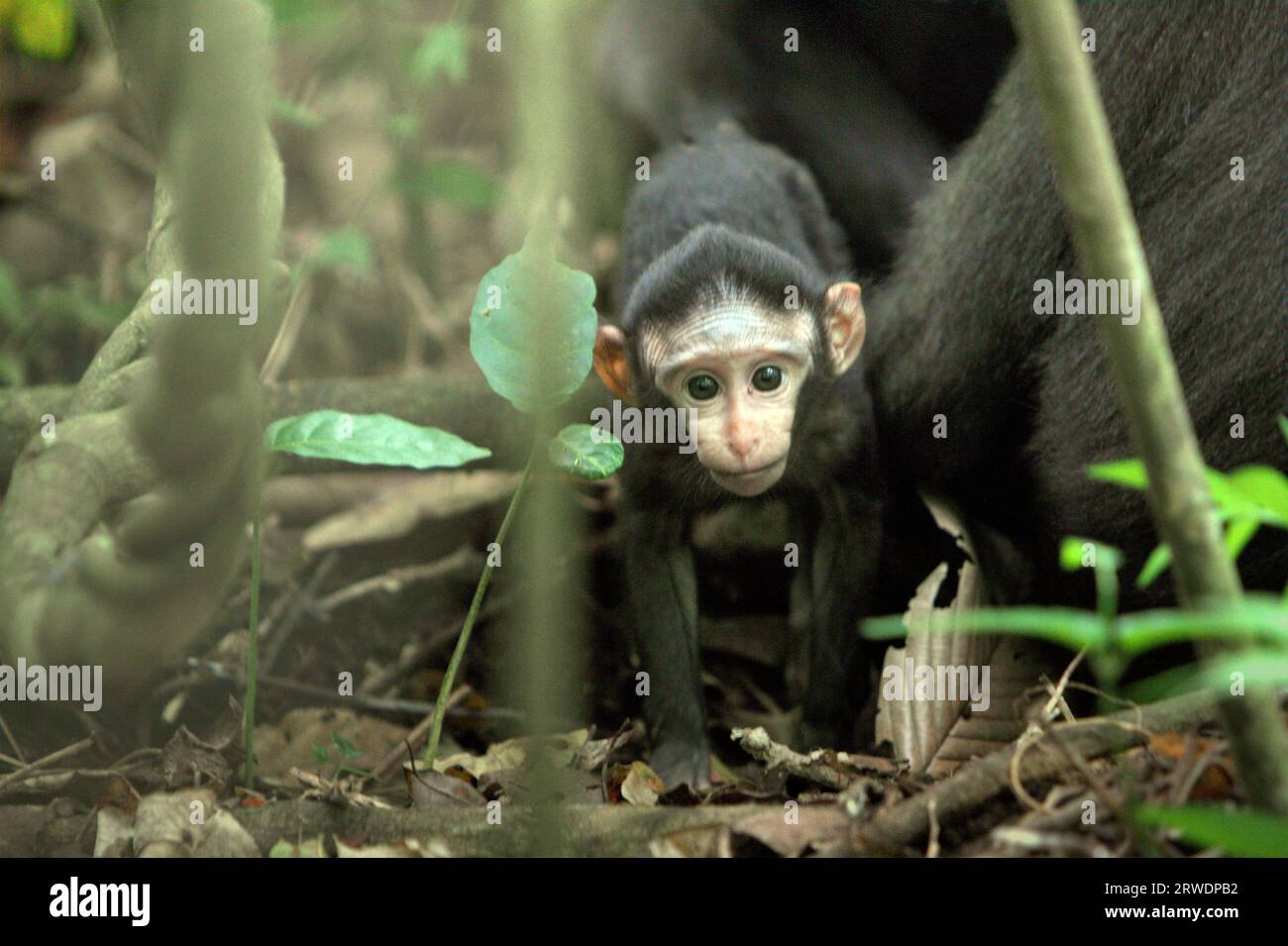 Un nourrisson de macaque à crête (Macaca nigra) s'éloigne de sa mère lors d'une activité sociale sur le terrain dans la forêt de Tangkoko, Sulawesi du Nord, en Indonésie. Les changements climatiques peuvent réduire la convenance de l’habitat des espèces de primates, ce qui pourrait les forcer à quitter des habitats sûrs et à faire face à plus de conflits potentiels avec les humains, disent les scientifiques. Un rapport récent a révélé que la température est en effet en hausse dans la forêt de Tangkoko, et que l'abondance globale des fruits a diminué. Le macaque à crête appartient aux 10% des espèces de primates qui sont très vulnérables aux sécheresses. Banque D'Images