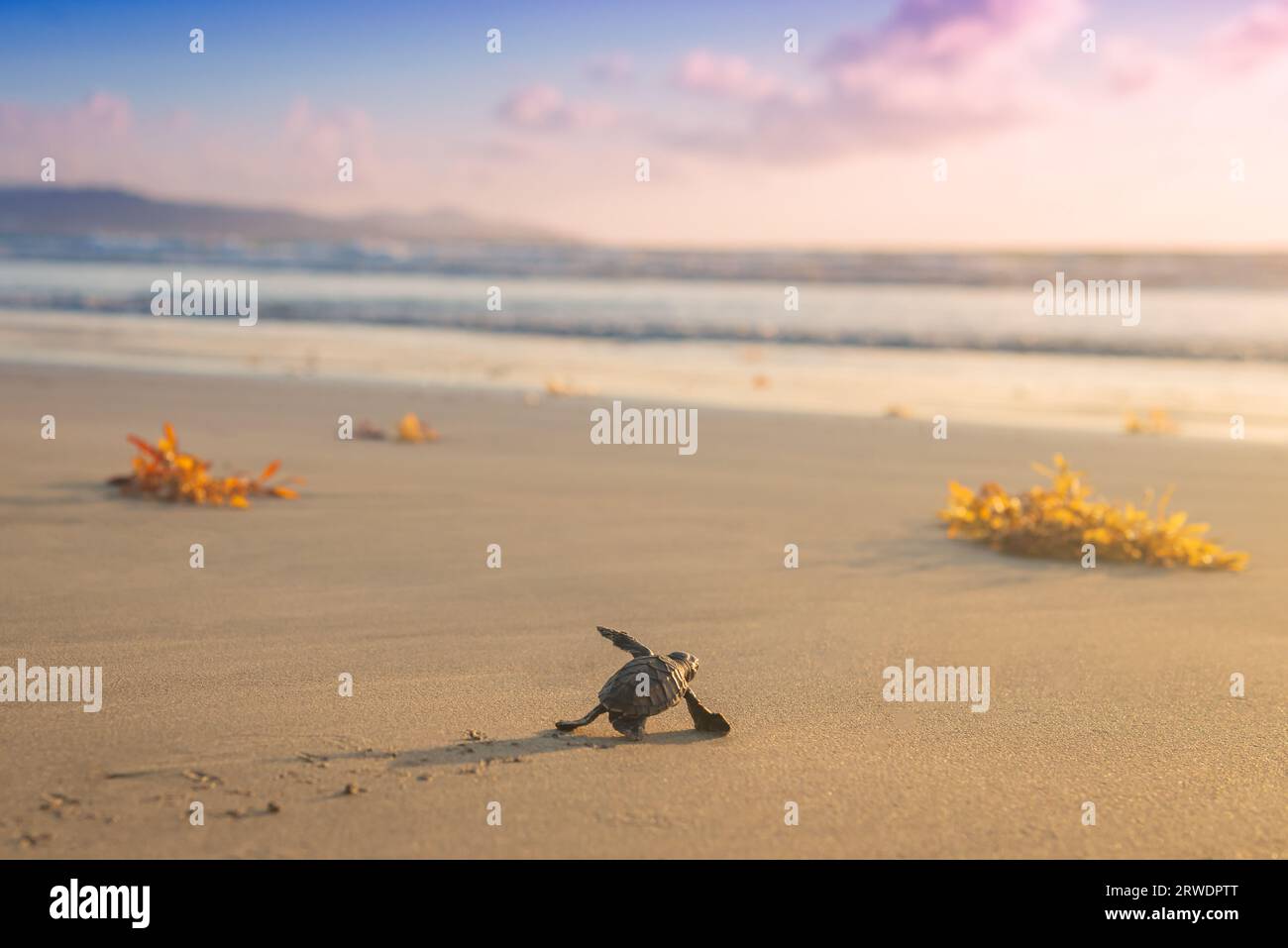 Luthback Baby Turtle Beach vers la mer espèces menacées au coucher du soleil Banque D'Images