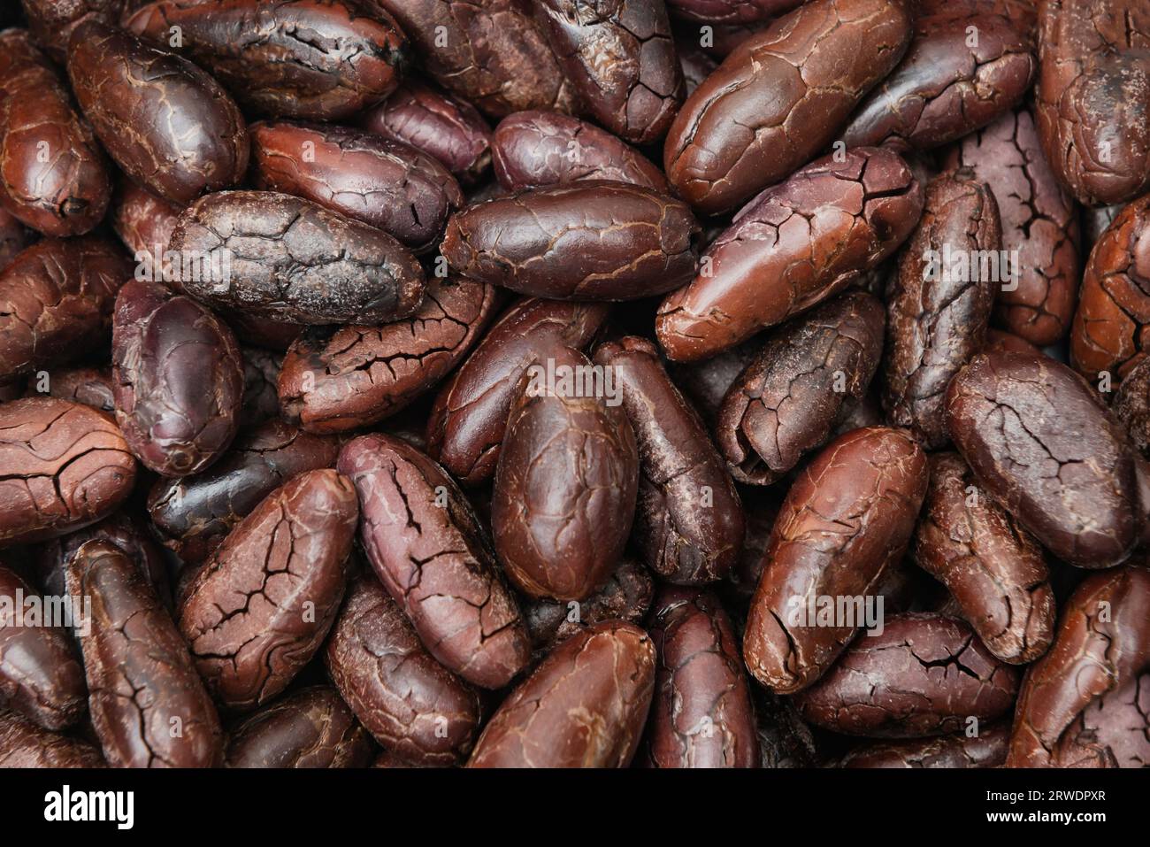 Fèves de cacao torréfiées graines entières soutenues cru antioxydant organique foncé goût amer craqué Banque D'Images
