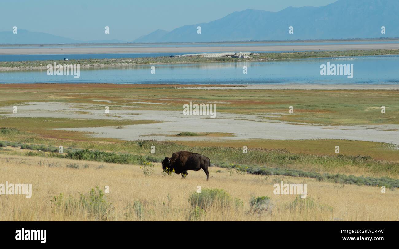 Un bison dans la prairie d'herbe jaune du parc d'État d'Antelope Island, dans le Grand Lac Salé, Utah. Banque D'Images