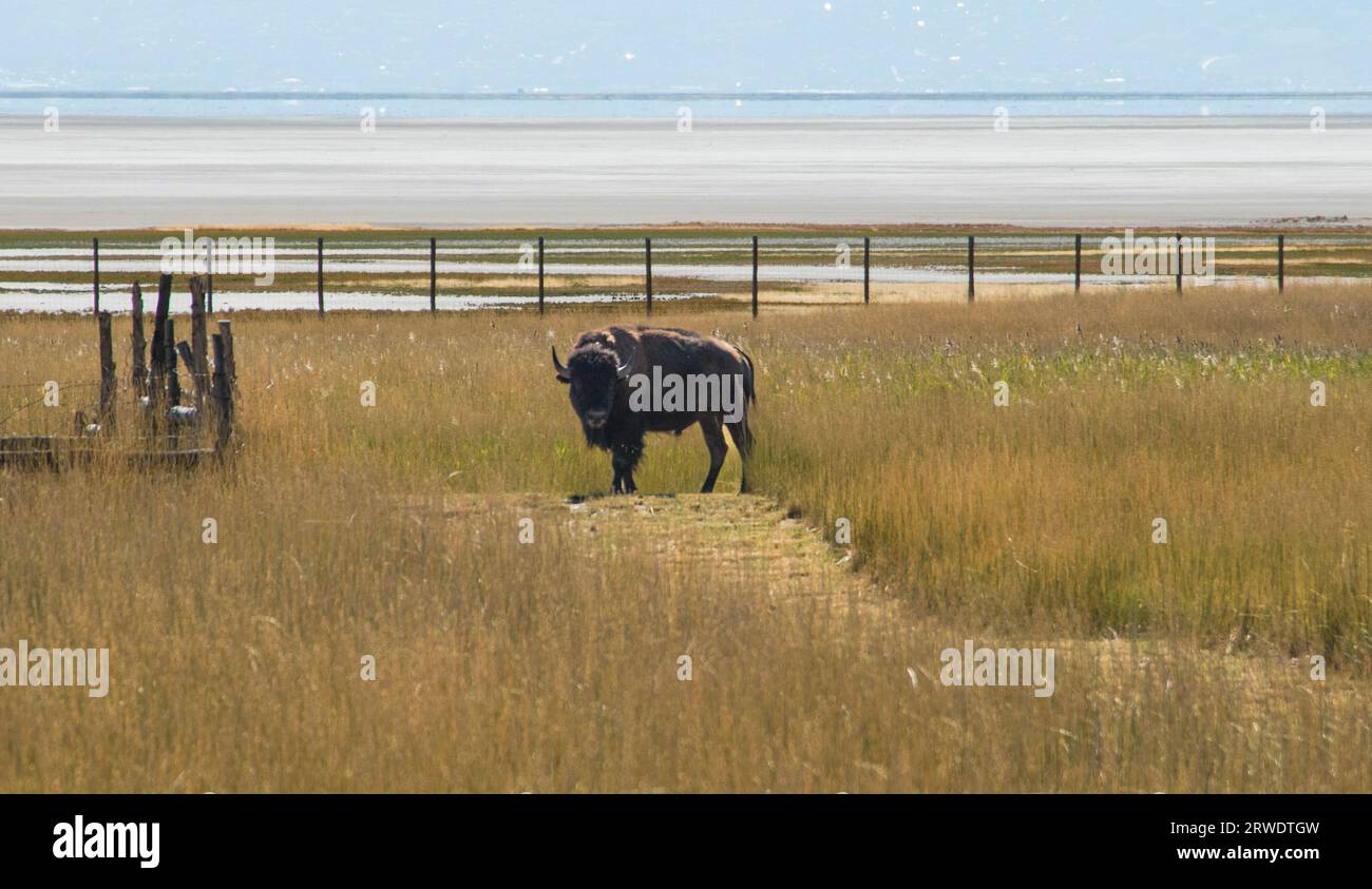 Un bison dans la prairie d'herbe jaune du parc d'État d'Antelope Island, dans le Grand Lac Salé, Utah. Banque D'Images