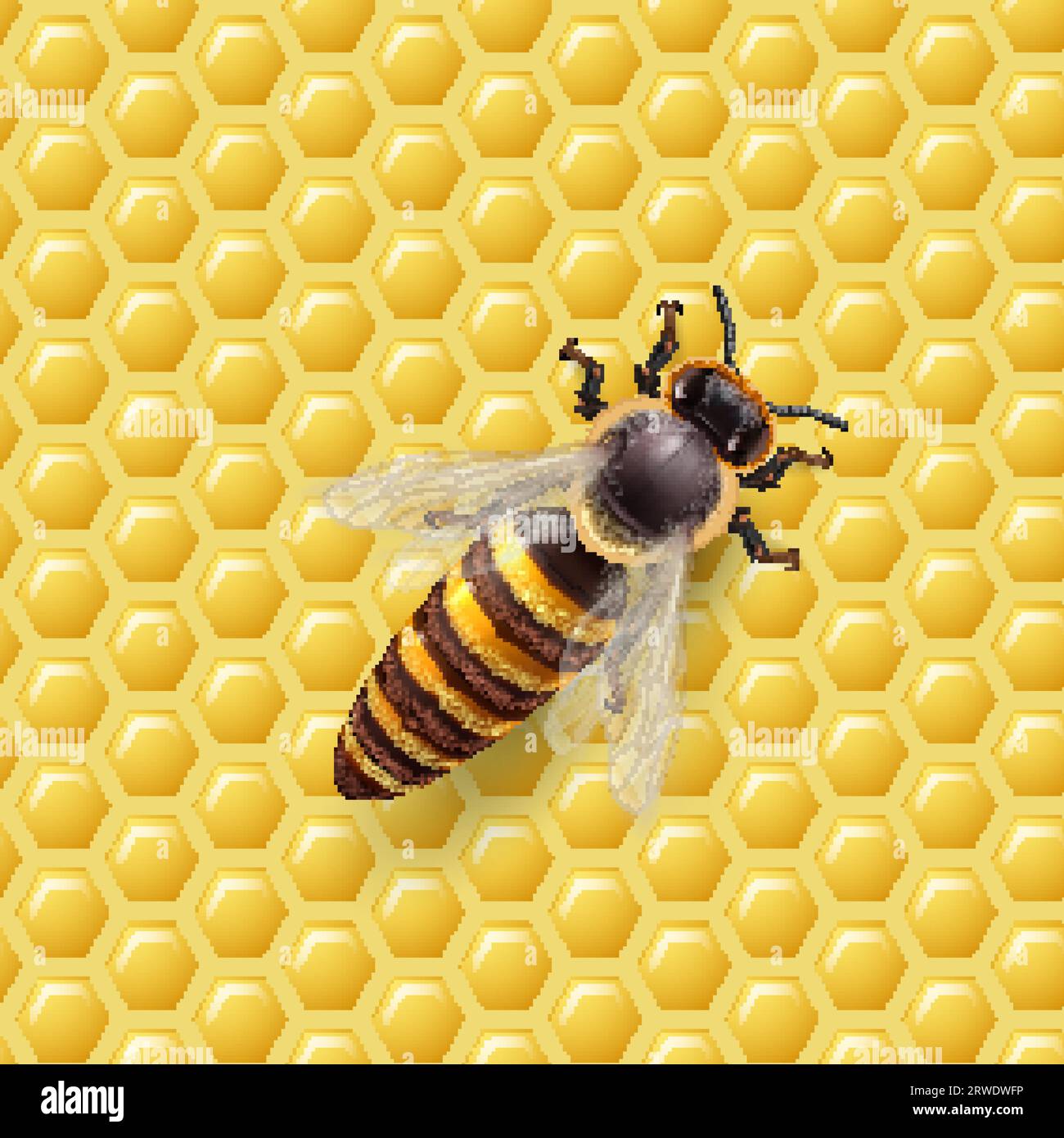 Realistic Bee Queen Mother sur un nid d'abeilles. Illustration détaillée d'une reine abeille. Macro insecte, concept de production alimentaire biologique, ou apiculture Illustration de Vecteur