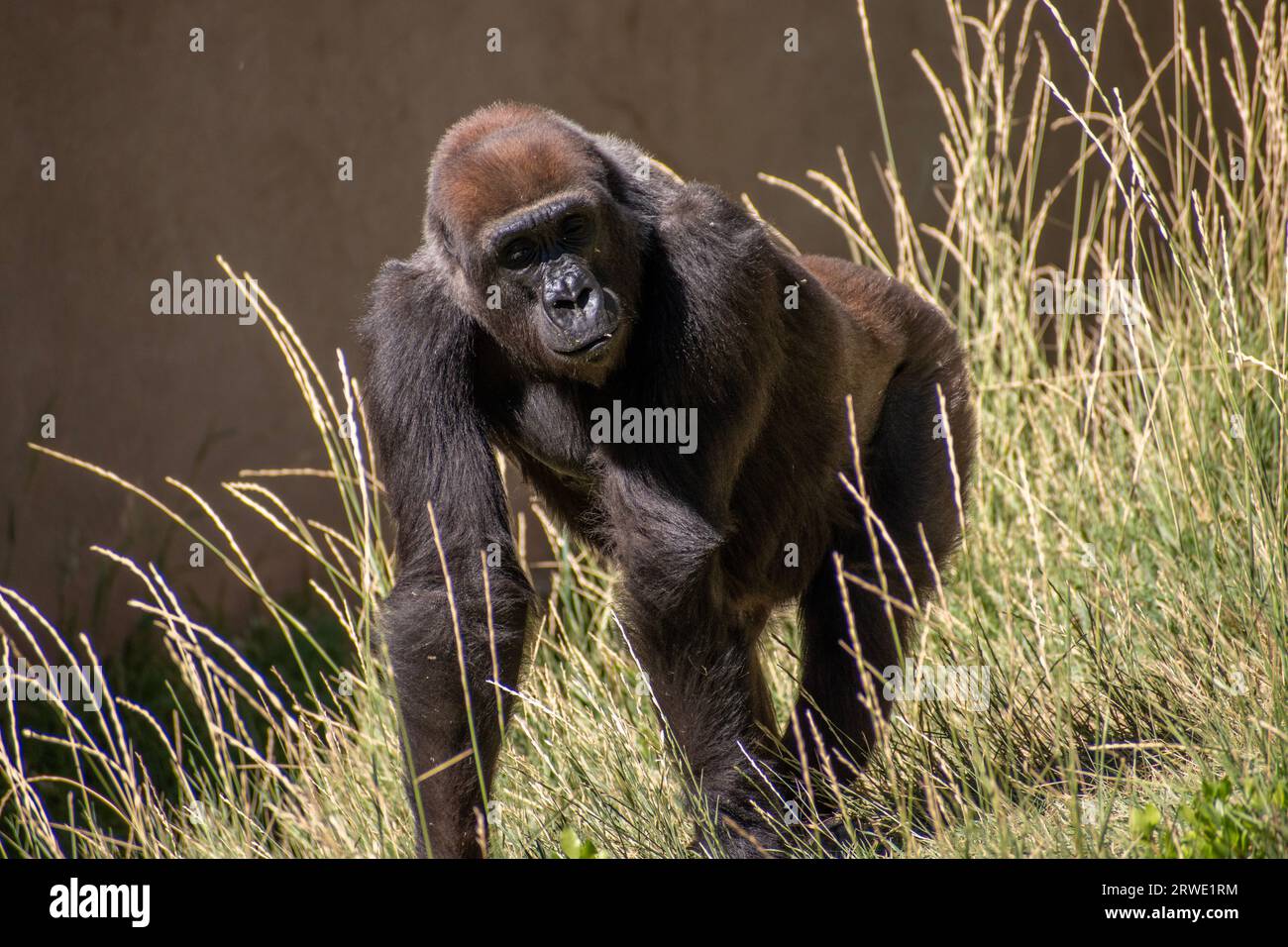 Un gorille des basses terres de l'Ouest dans l'enceinte du zoo de l'Utah Banque D'Images