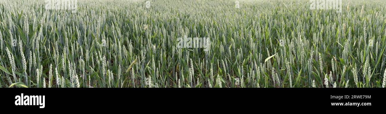 Blé (Triticum aestivum), Agriculture, champ, Panorama, vallée de Tauber, Tauberfranken, quartier main-Tauber, Lauda-Koenigshofen, Baden-Wuerttemberg Banque D'Images