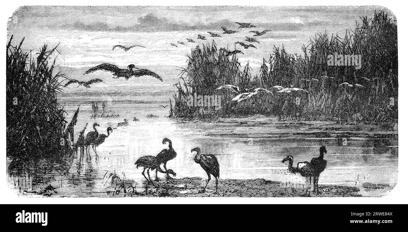 Swampland en Floride. Illustration initialement publiée dans Hesse-Warteggs Nord Amerika, édition suédoise publiée en 1880. par la vertu de l'âge Banque D'Images