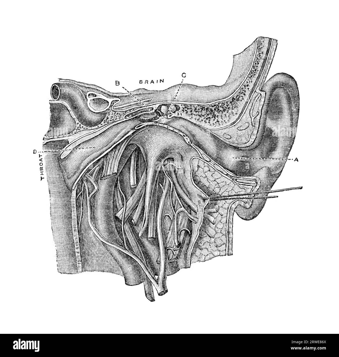 Anatomie de l'oreille humaine. Gravure vintage du magazine Harpers Monthly 1880. par la vertu de l'âge Banque D'Images