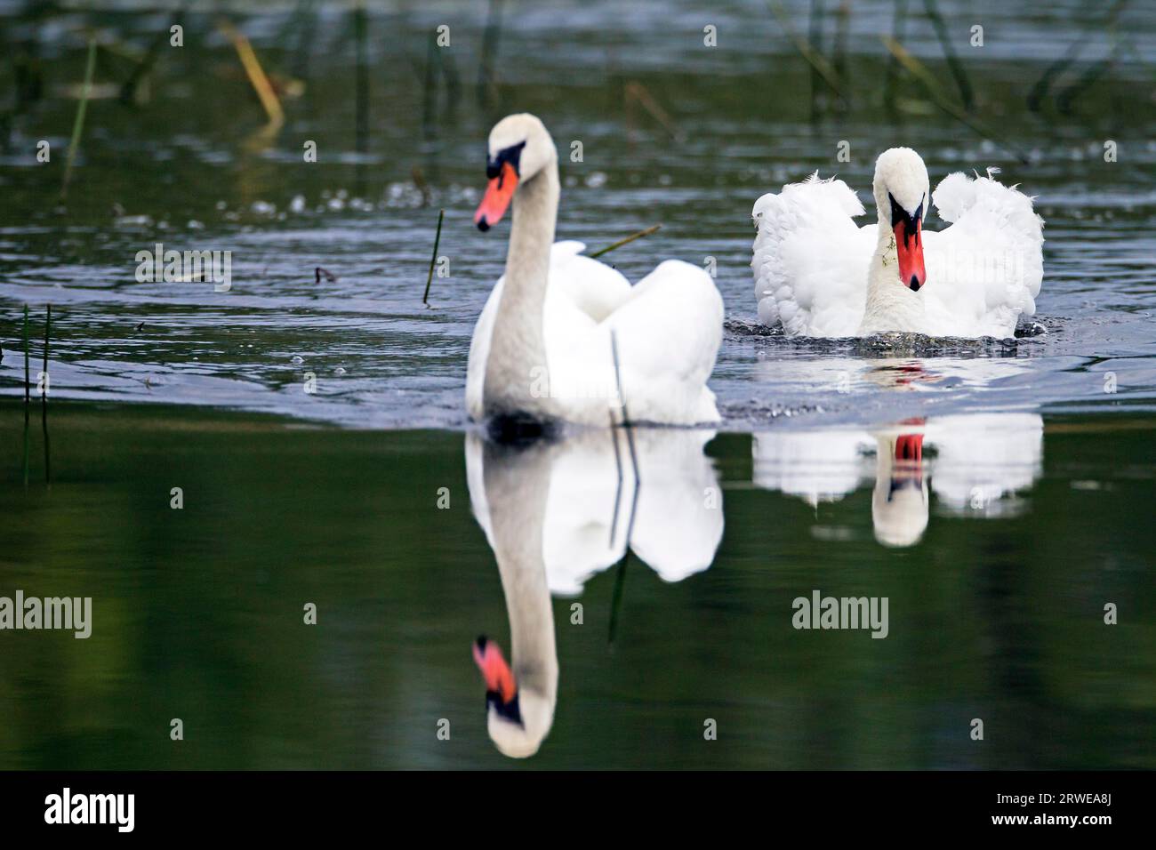 Les cygnes muets (Cygnus olor) subissent une mue complète chaque année, au cours de laquelle le plumage est renouvelé (photo Mute Swan mâle menace un conspécifique) Banque D'Images