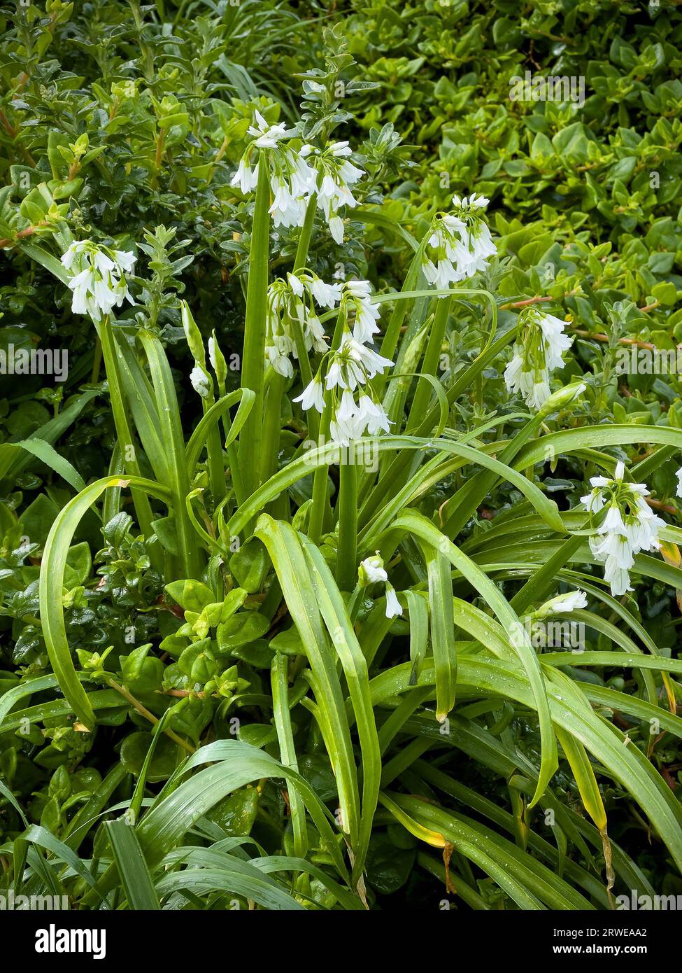 Allium triquetrum sauvage connu sous le nom de Weed d'oignon, poireau à trois coins ou ail à trois coins Banque D'Images