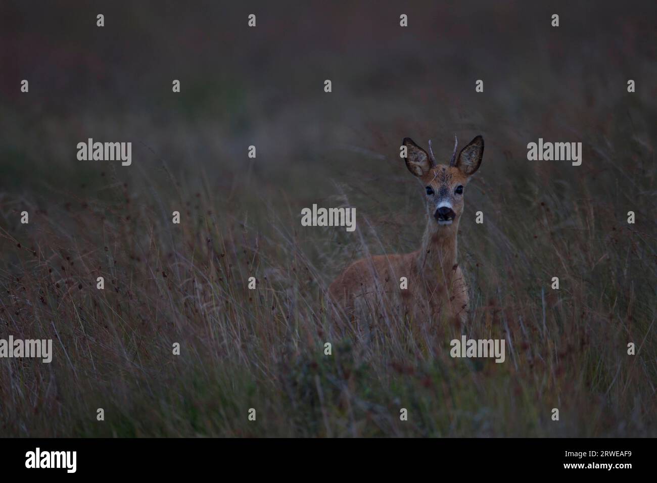 Roe Deer Buck au crépuscule (European Roe Deer) (Roe), Roe Deer Buck au crépuscule (European Roe Deer) (Western Roe Deer) (Capreolus capreolus) Banque D'Images