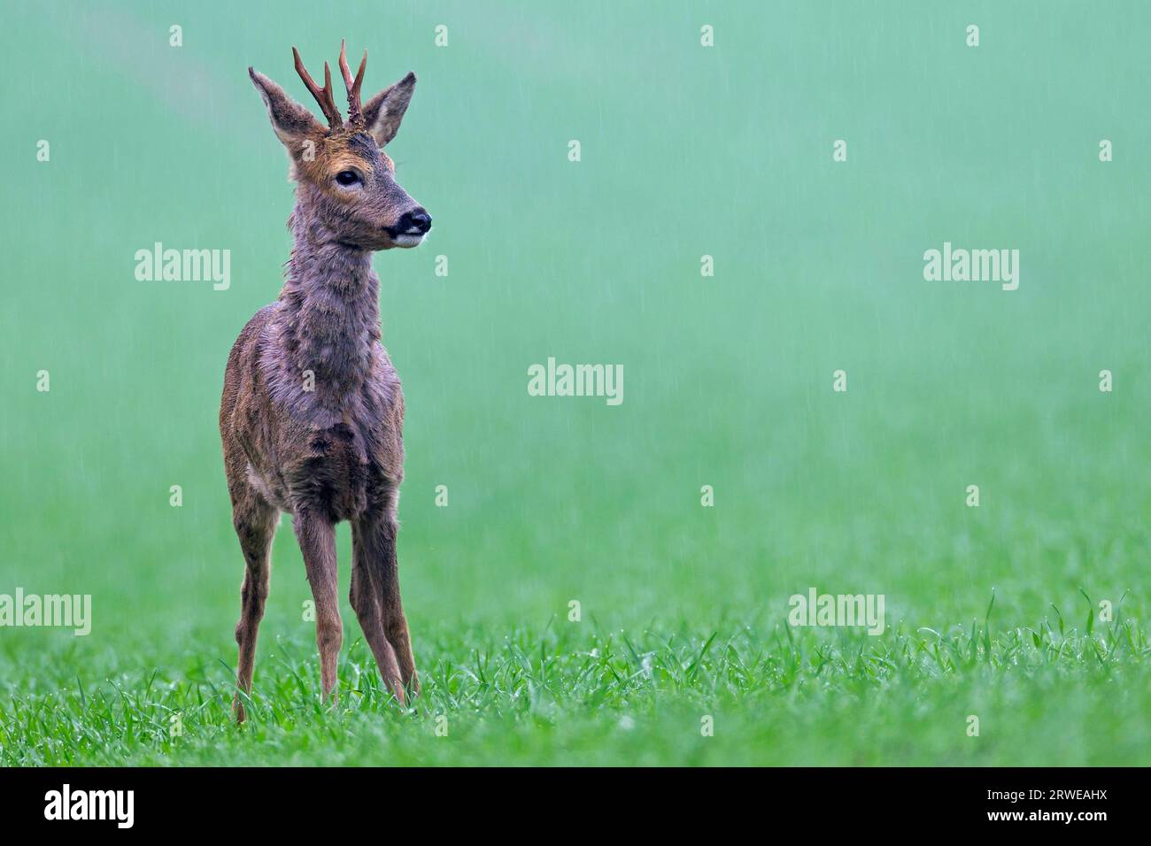 Chevreuil d'Europe (Capreolus capreolus), en langage de chasse les bois sont généralement appelés cornes (photo Roebuck en changement de manteau), Roe Deer Begin Banque D'Images