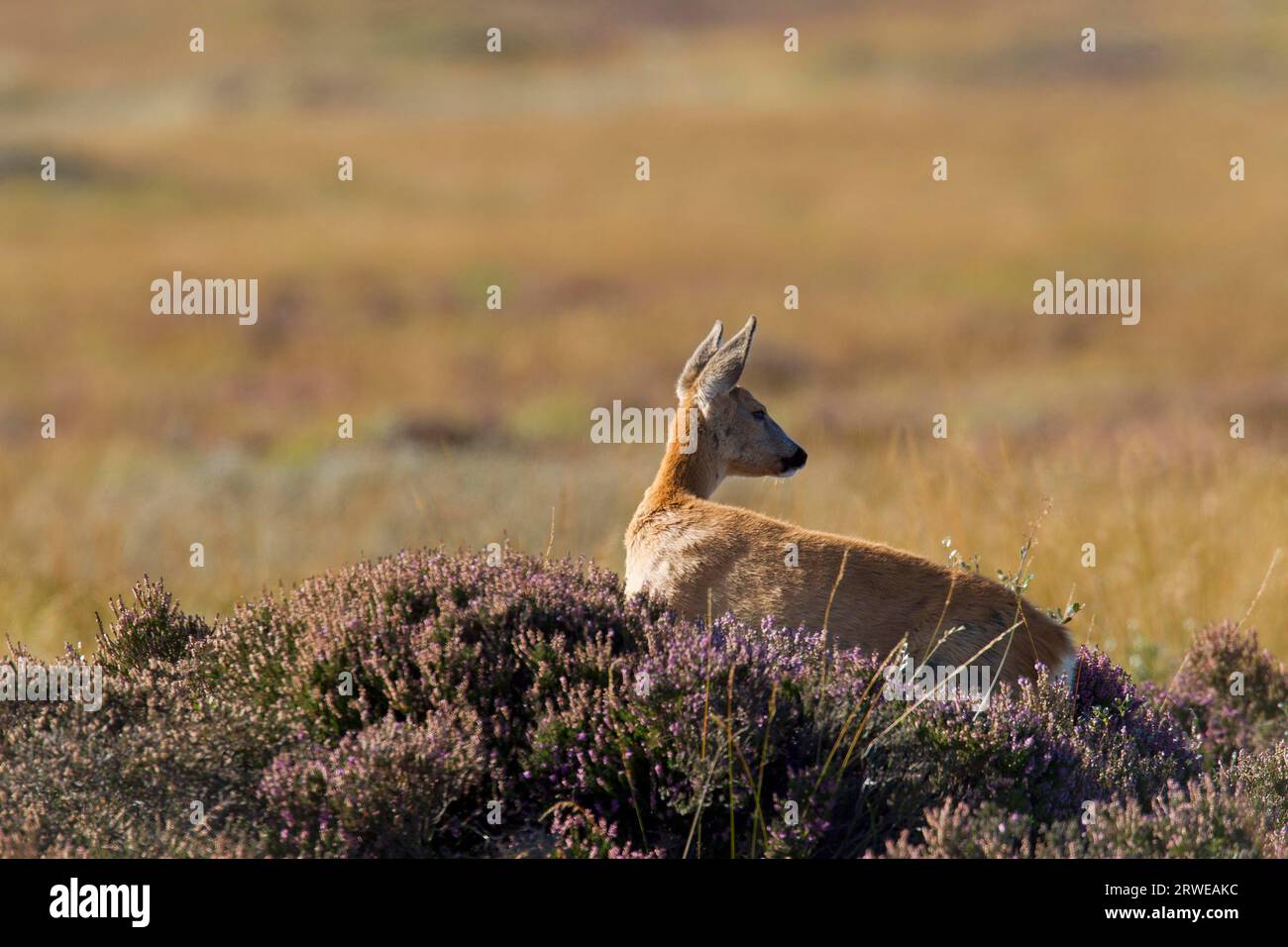 Roe Deer (Capreolus capreolus) faon de l'année précédente observe alerte le comportement du barrage, qui veut le chasser hors de son territoire Banque D'Images