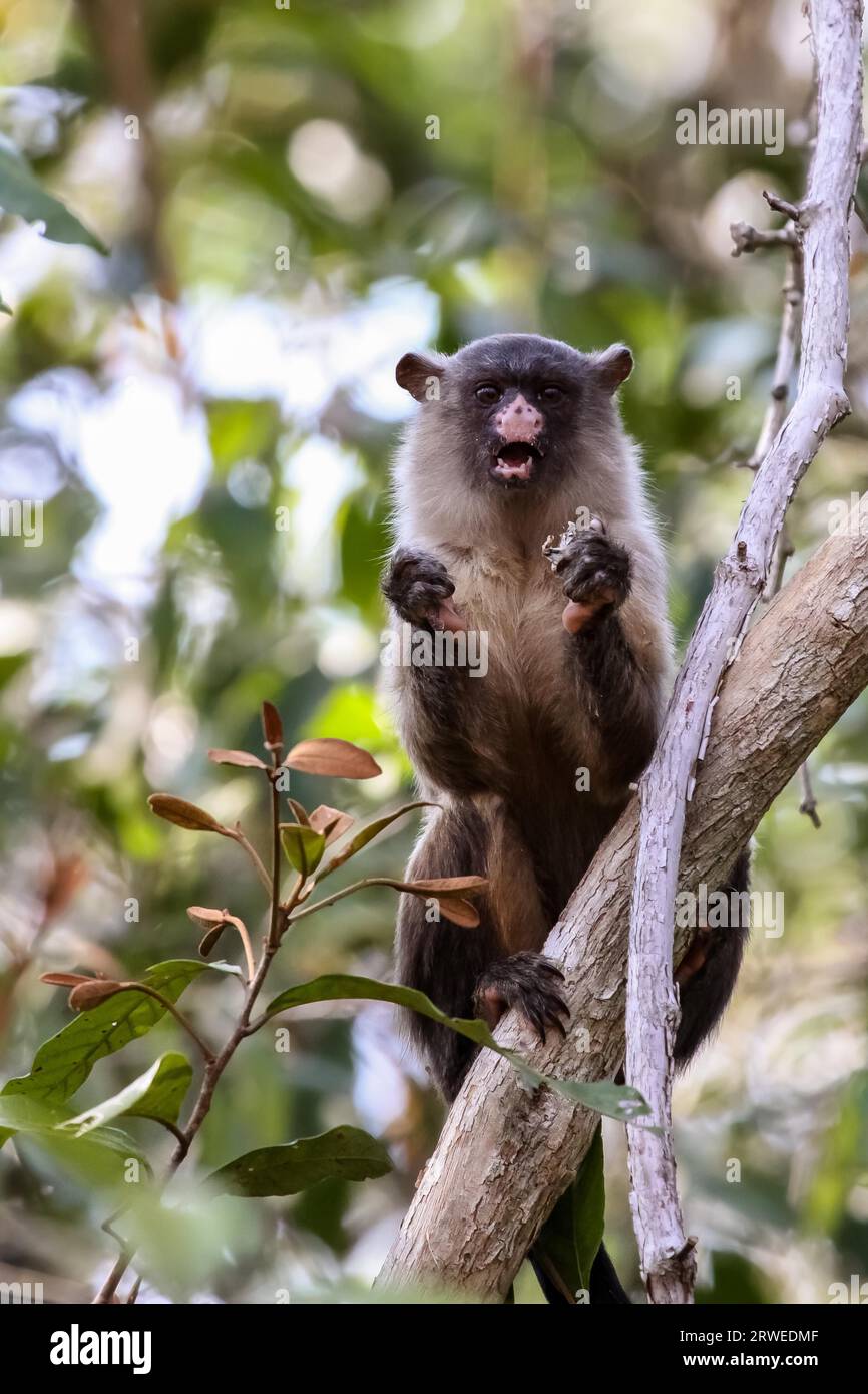 Ouistiti queue noire se nourrissant dans un arbre, Pantanal, Brésil Banque D'Images