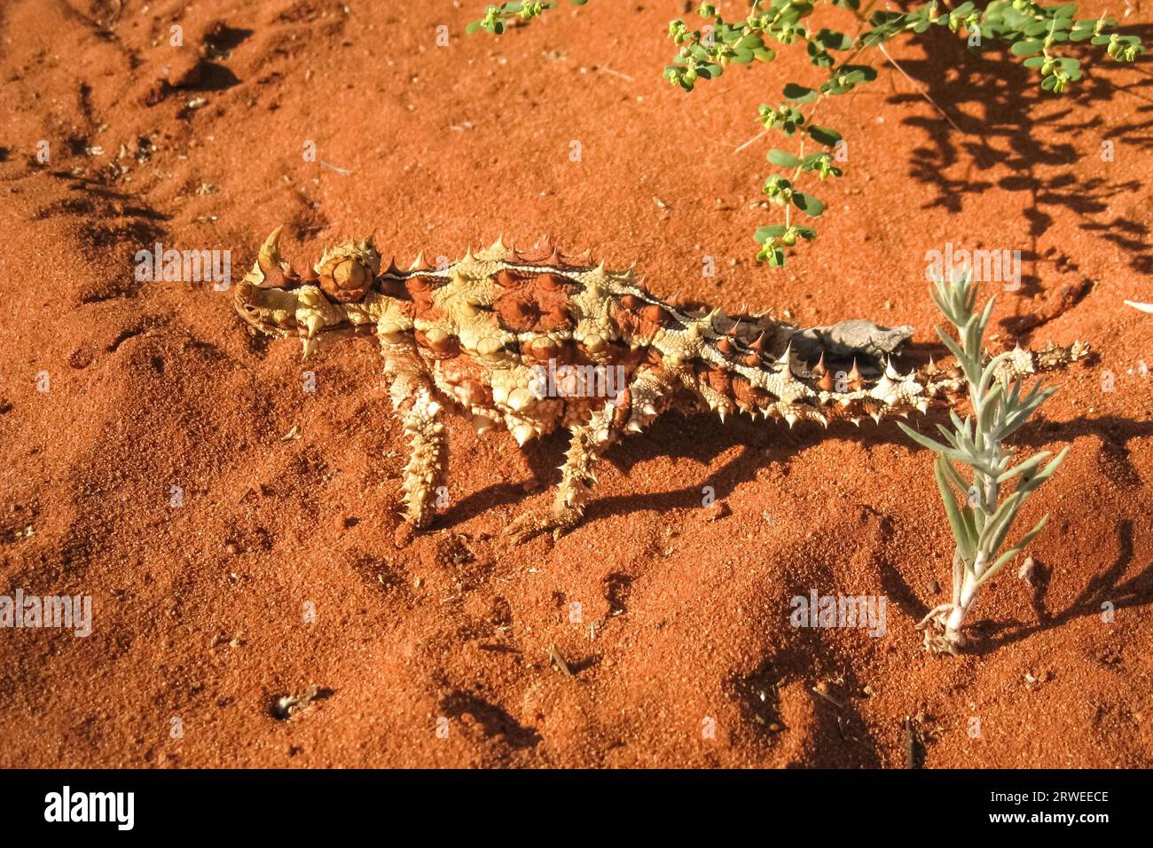 Diable épineux dans l'outback australien, Territoire du Nord, Australie Banque D'Images