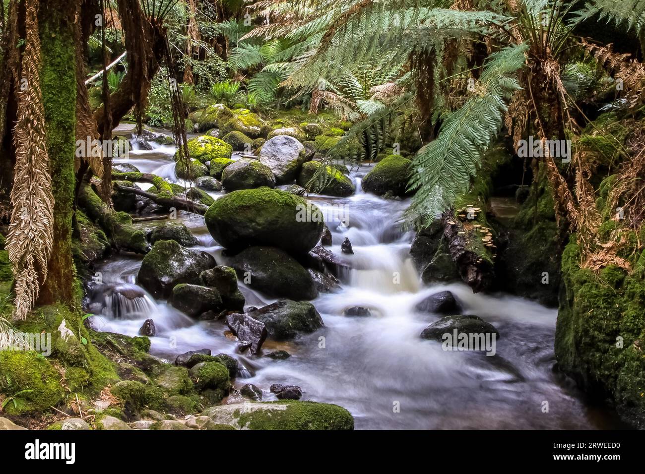 Ruisseau coule à travers la forêt tropicale luxuriante, St Columba Falls, Tasmanie, Australie Banque D'Images