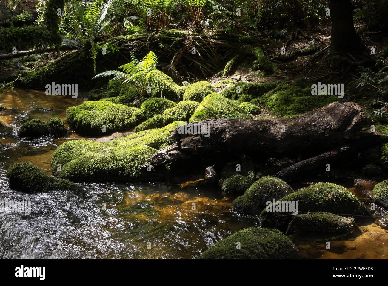 Creek qui coule à travers la forêt inondée de soleil, St Columba Falls, Tasmanie, Australie Banque D'Images