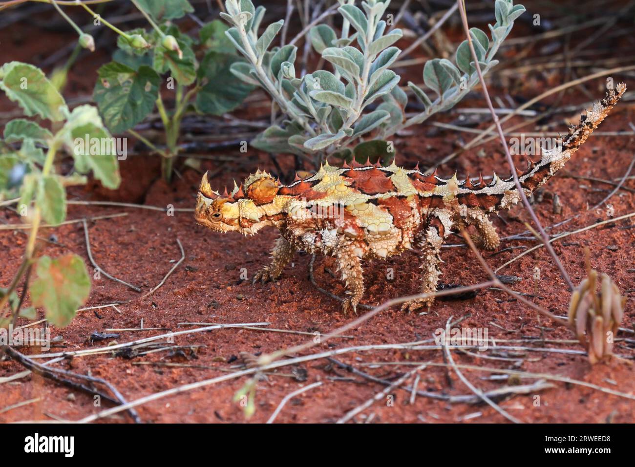 Près d'un diable épineux dans l'outback australien, Territoire du Nord, Australie Banque D'Images