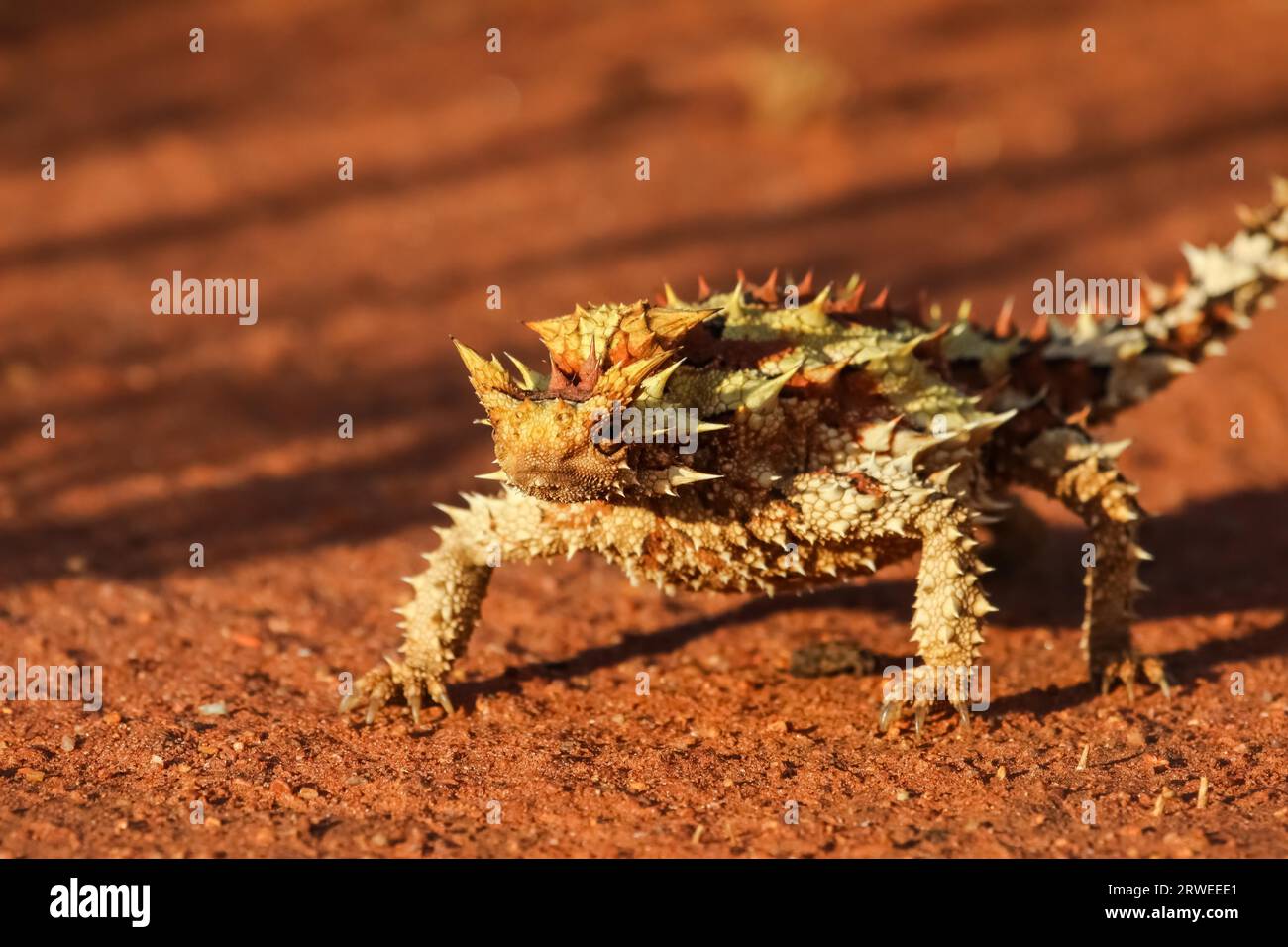 Près d'un diable épineux dans l'outback australien, en face, Territoire du Nord, Australie Banque D'Images