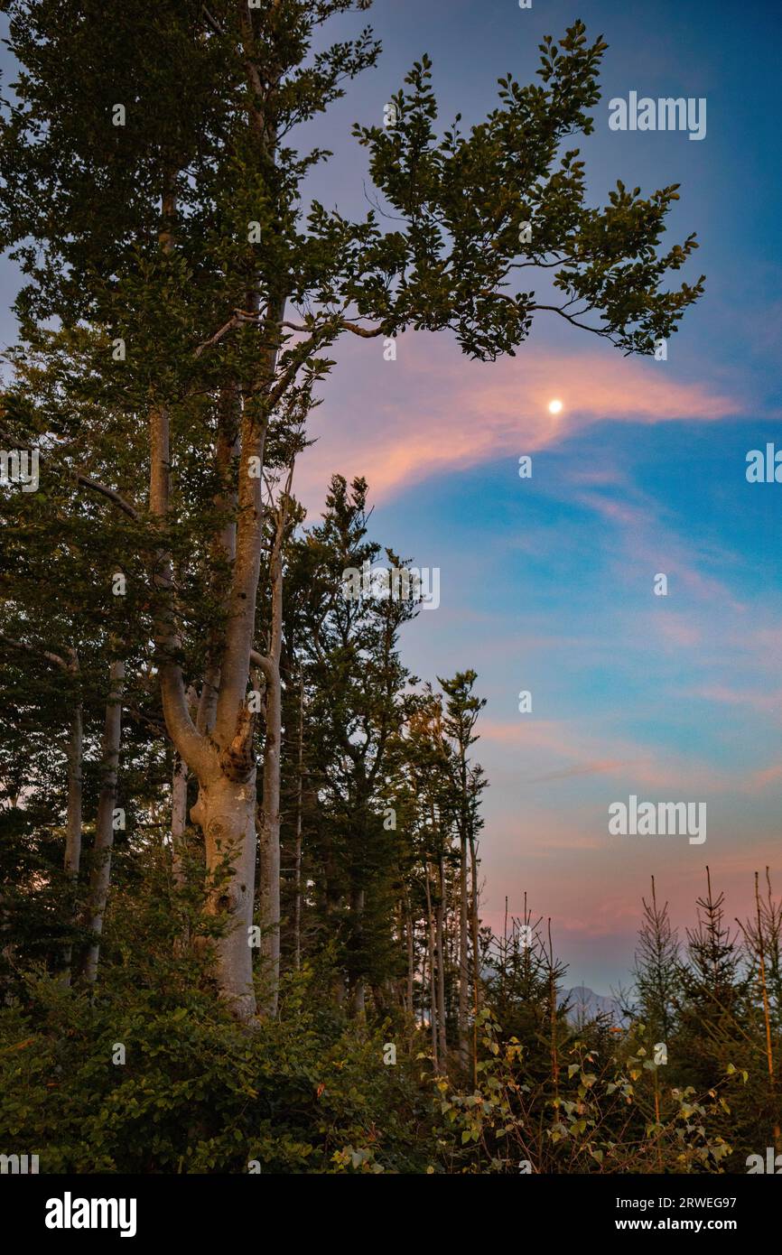 Groupe d'arbres le matin avec la pleine lune, Gurlspitze, Ebenau, Osterhorngruppe, Land Salzburg Autriche Banque D'Images