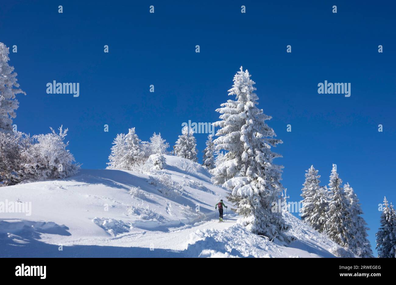 Paysage d'hiver enneigé profond sur le Zwoelferhorn avec des randonneurs de ski, Zwoelferhorn, Sankt Gilgen am Wolfgangsee, Osterhorngruppe, Salzkammergut, Land Banque D'Images