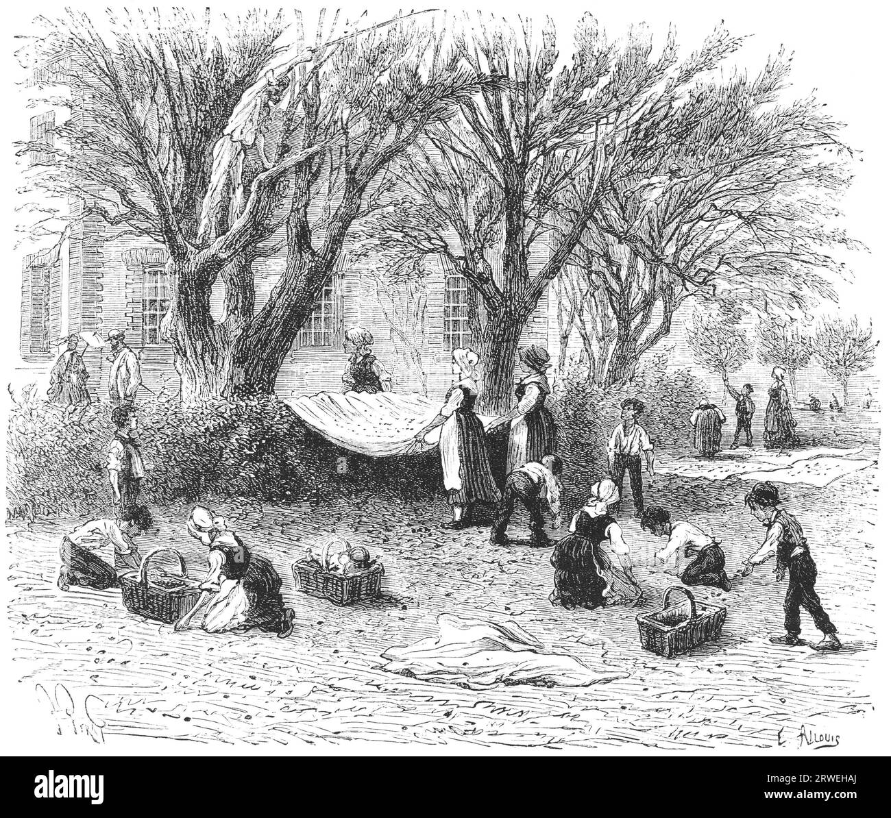 Rassembler des olives dans une ferme. Illustration d'un magazine de 1880 Banque D'Images