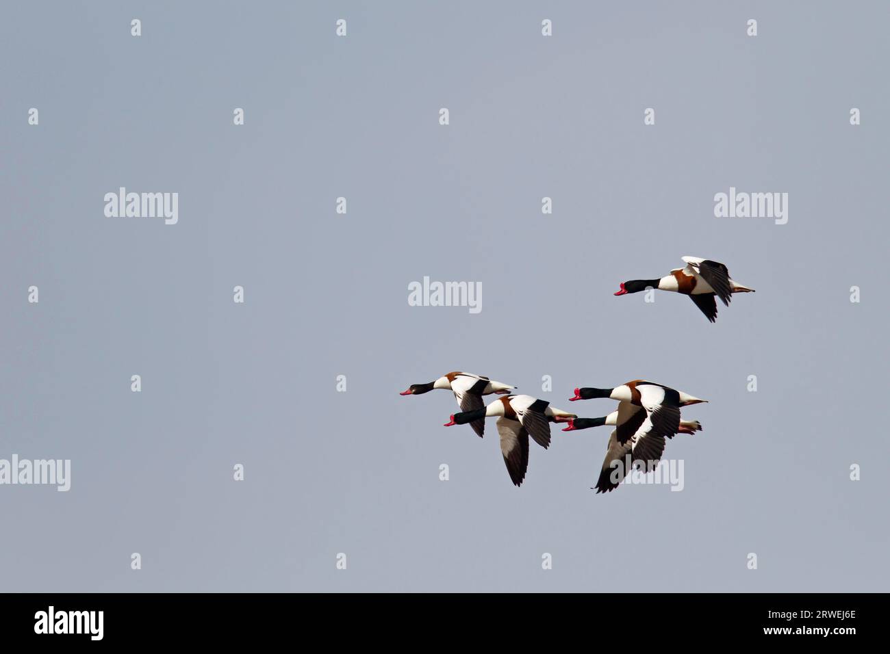 Langoustine commune (Tadorna tadorna) la vitesse moyenne de vol des animaux migrateurs est de 95km h (Shelduck), langoustine commune en vol (Shelduck) Banque D'Images