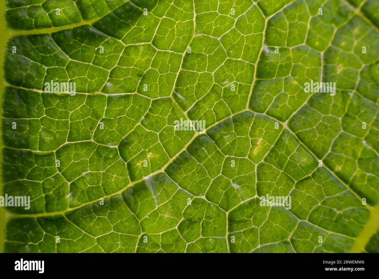 Texture des feuilles de vert abstrait pour l'arrière-plan. Environnement naturel, concept écologique. Banque D'Images