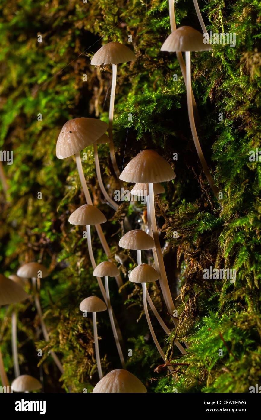 Le champignon Mycena galopus pousse sur de la mousse verte dans la forêt. Banque D'Images