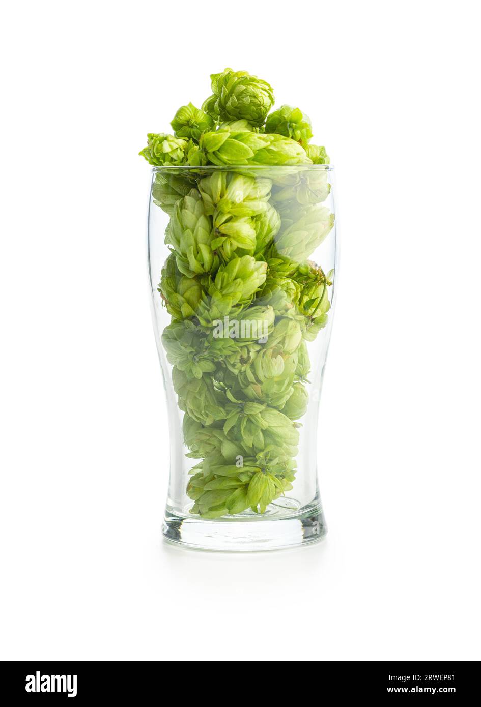 Récolte de houblon vert dans le verre à bière isolé sur le fond blanc. Banque D'Images