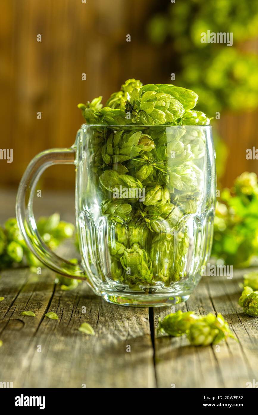 Le houblon vert récolte dans un verre à bière sur la table en bois. Banque D'Images