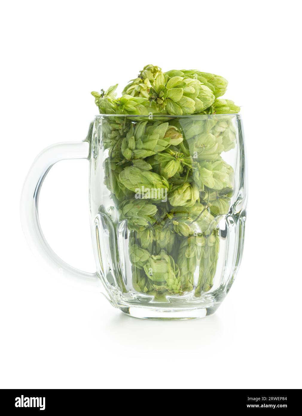 Récolte de houblon vert dans le verre à bière isolé sur le fond blanc. Banque D'Images