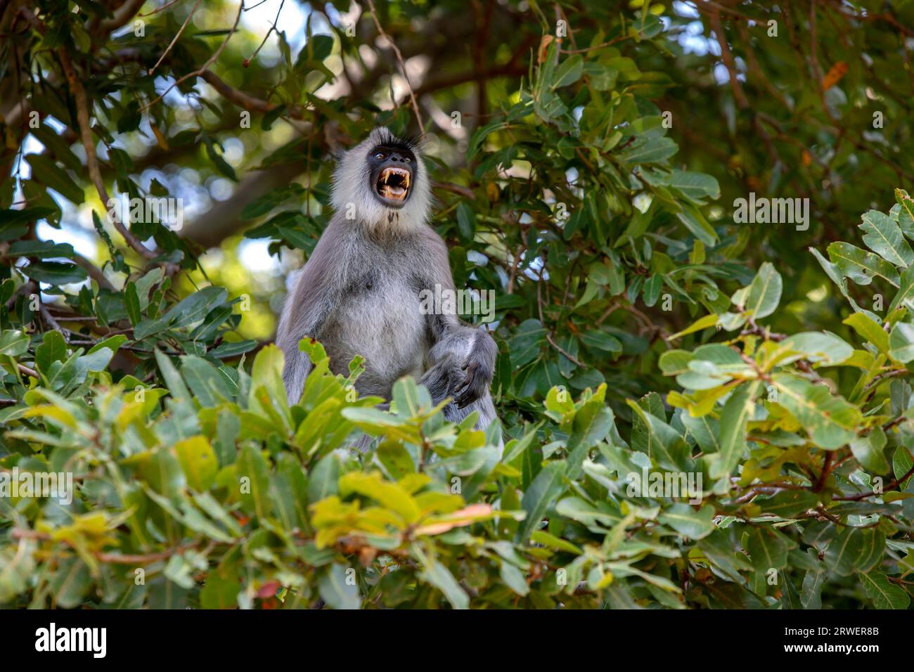 Un langur gris touffeté est assis dans un arbre dans le parc national Kaudulla à Galoya dans le centre du Sri Lanka. Banque D'Images