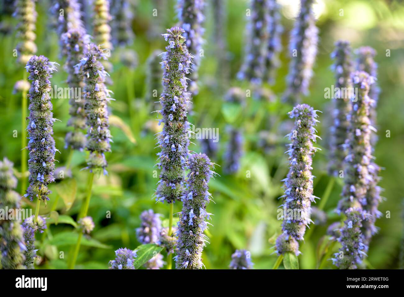 Inflorescences de sauge ornementale avec de petites fleurs uniques violettes sur de longs racèmes sur les feuilles vertes, plante décorative dans le jardin d'herbes, copie sp Banque D'Images