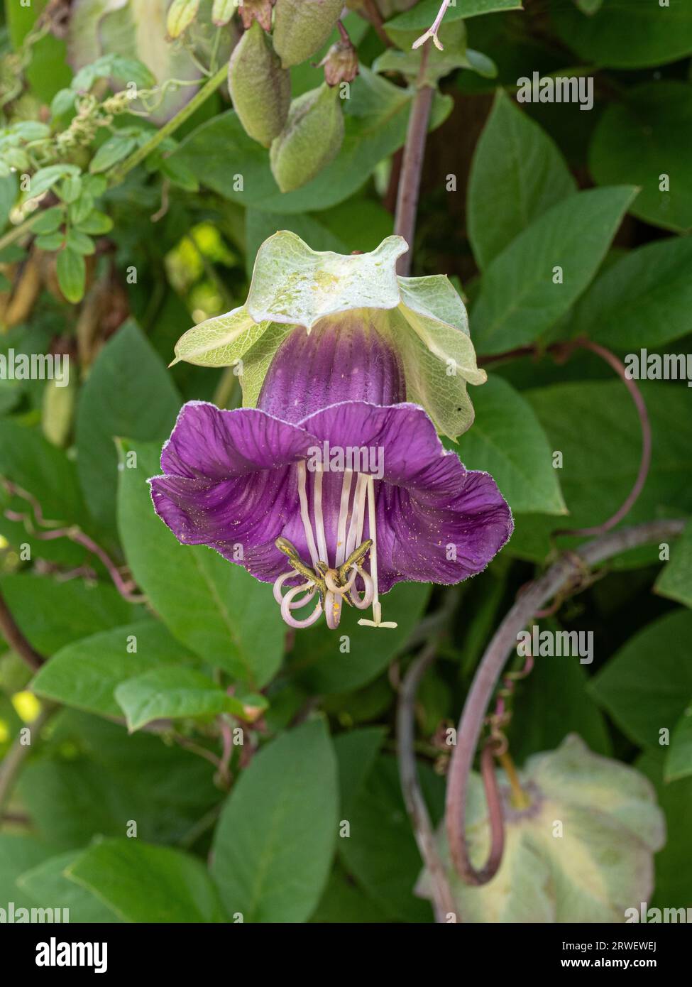 Une fleur unique en forme de cloche violette du grimpeur annuel Cobaea scandens Banque D'Images