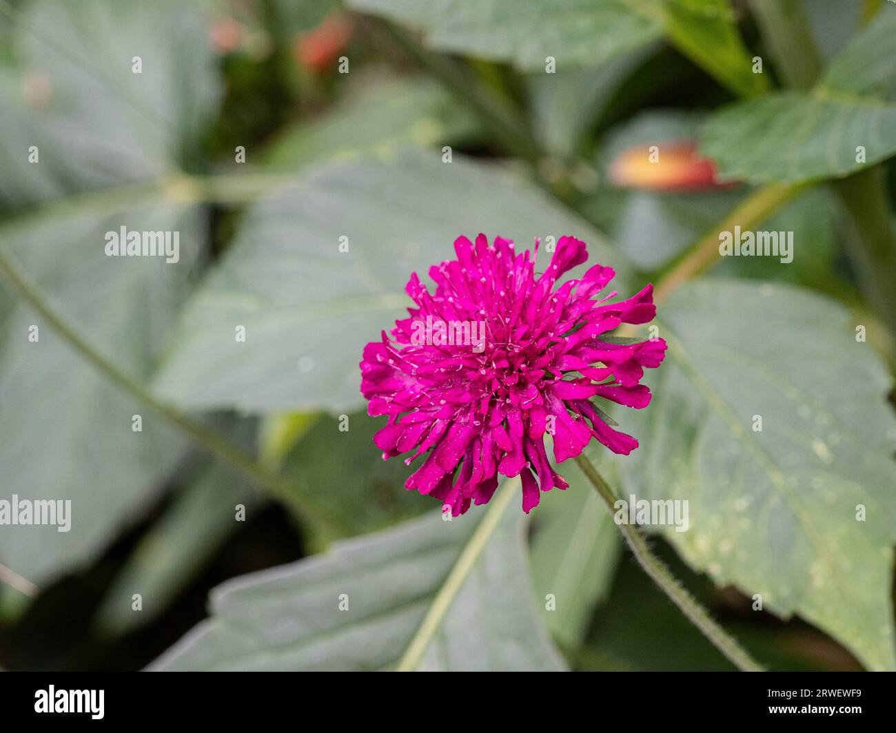 Une tête de fleur unique de coussin d'épingle d'encre profonde de Knautia macedonica Banque D'Images