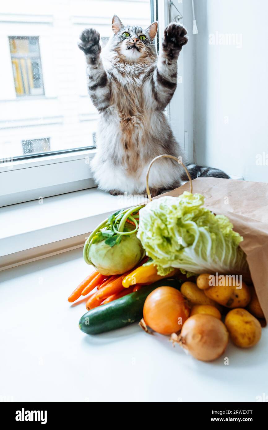 grognant le chat attaquant se tient sur ses pattes arrière, les légumes se trouvent à proximité Banque D'Images