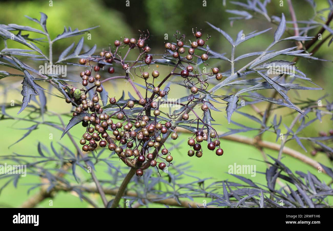 Sambucus Black Lace, sureau Banque D'Images
