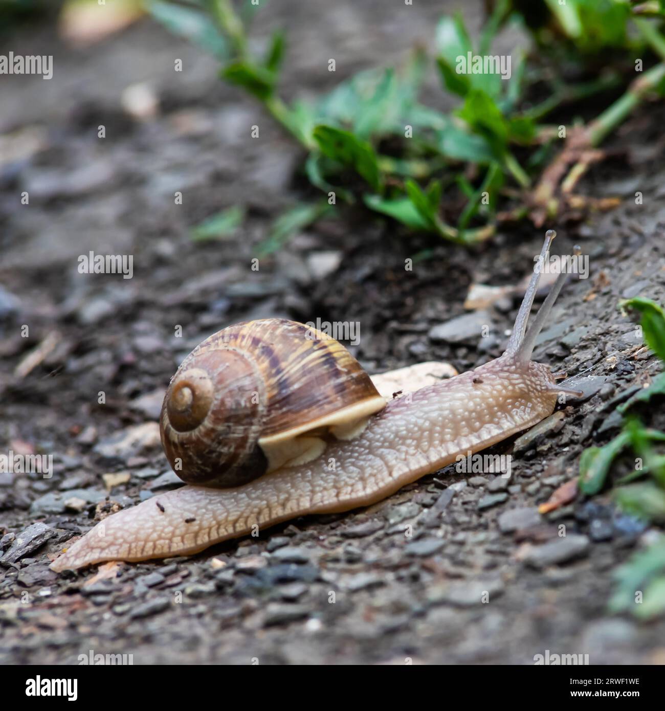 un escargot rampe sur le sol pluvieux temps pluvieux. Banque D'Images