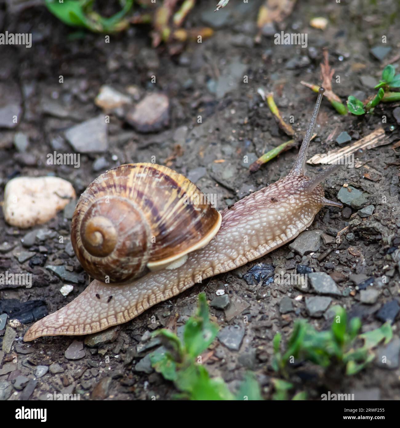 un escargot rampe sur le sol pluvieux temps pluvieux. Banque D'Images