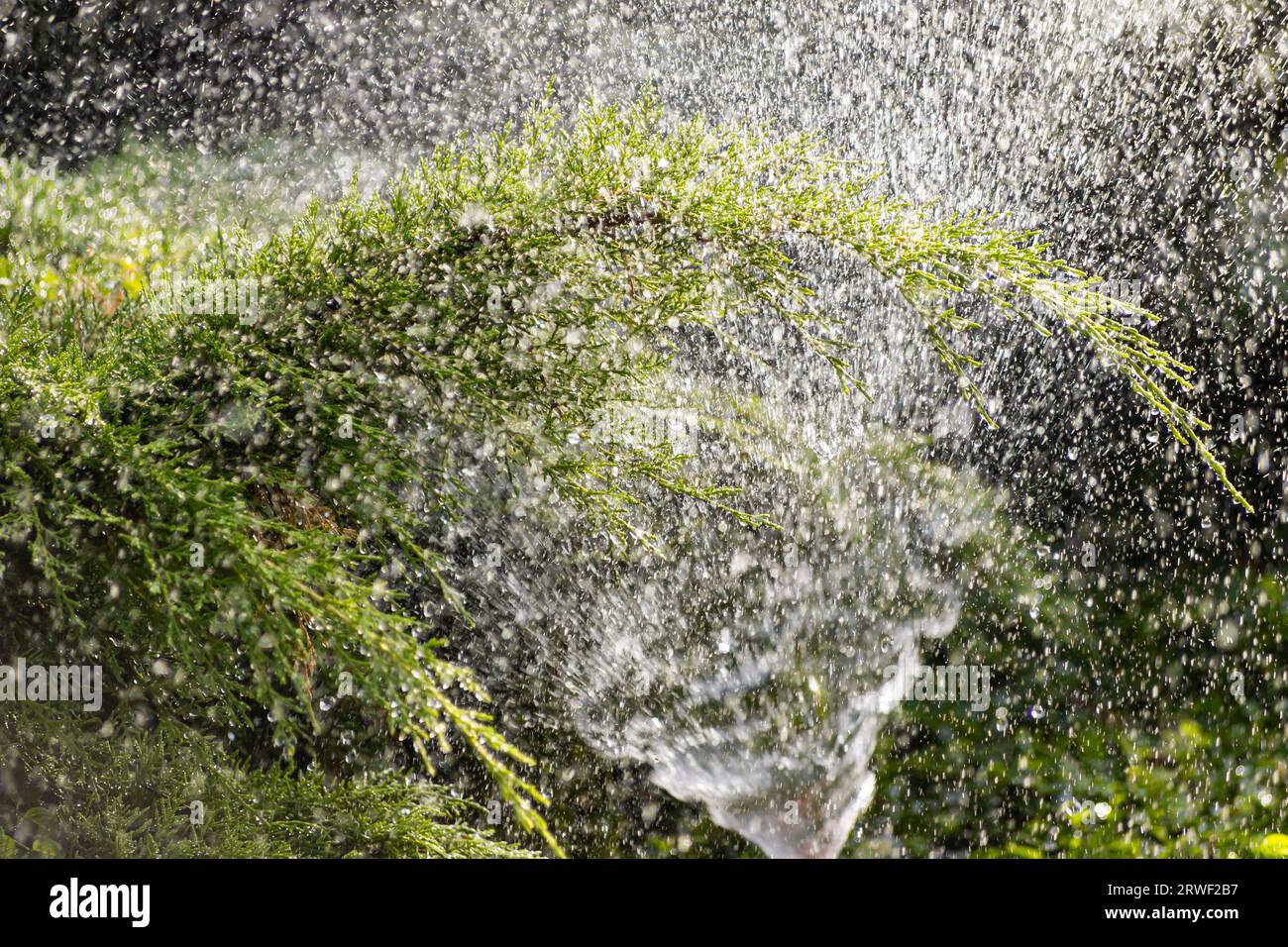 Dispositif moderne d'irrigation de jardin. Système d'irrigation - technique d'arrosage dans le jardin. Arroseur de pelouse pulvérisant de l'eau sur du vert Banque D'Images