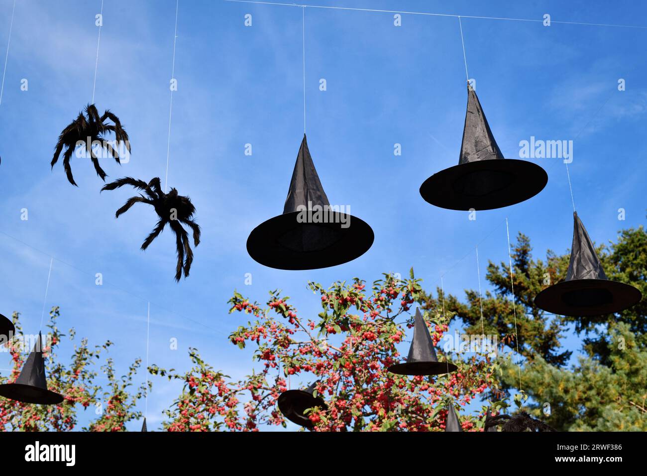 Chapeaux de sorcière et araignées décoration Halloween accrochée dans le ciel Banque D'Images