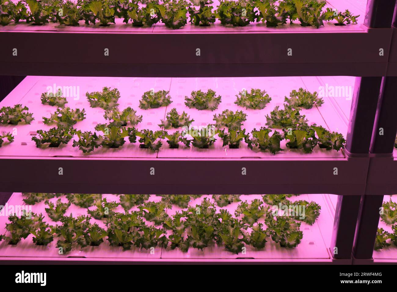 Culture hydroponique de laitue. Culture de verts à l'intérieur avec utilisation d'un éclairage LED à spectre complet rose. Banque D'Images