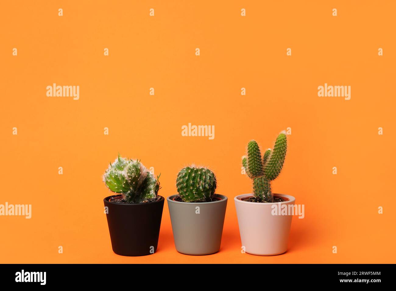 Trois petits cactus dans un pot de fleurs sur fond orange vif, espace de copie Banque D'Images